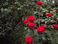 rose 024